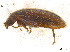 ( - BIOUG06758-B12)  @13 [ ] CreativeCommons - Attribution (2013) M. Alex Smith Centre for Biodiversity Genomics