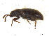  (Pisenus humeralis - BIOUG06758-C02)  @15 [ ] CreativeCommons - Attribution (2013) M. Alex Smith Centre for Biodiversity Genomics