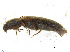  ( - BIOUG06758-C10)  @13 [ ] CreativeCommons - Attribution (2013) M. Alex Smith Centre for Biodiversity Genomics
