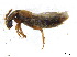  (Aleochara ocularis - BIOUG06758-D07)  @15 [ ] CreativeCommons - Attribution (2013) M. Alex Smith Centre for Biodiversity Genomics