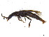  ( - BIOUG06758-E06)  @12 [ ] CreativeCommons - Attribution (2013) M. Alex Smith Centre for Biodiversity Genomics
