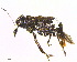  (Eurymycter tricarinatus - BIOUG06758-G09)  @13 [ ] CreativeCommons - Attribution (2013) M. Alex Smith Centre for Biodiversity Genomics