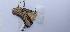  ( - JAMASA2E4-LD11.7)  @11 [ ] Copyright (2023) Insitituto de Investigacion  Alexander von Humboldt (IAvH) Insitituto de Investigacion de Recursos Biologicos Alexander von Humboldt