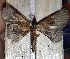 ( - LUZASA1E1-LN22)  @11 [ ] Copyright (2023) Insitituto de Investigacion  Alexander von Humboldt (IAvH) Insitituto de Investigacion de Recursos Biologicos Alexander von Humboldt