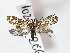  (Atteva aff. pustulella - LUZASA1E6-LN278)  @11 [ ] Copyright (2023) Insitituto de Investigacion  Alexander von Humboldt (IAvH) Insitituto de Investigacion de Recursos Biologicos Alexander von Humboldt
