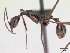  (Aphaenogaster acuta - CASENT0073384-D01)  @13 [ ] Unspecified (default): All Rights Reserved  Unspecified Unspecified