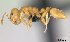  (Nesomyrmex minutus - CASENT0071646-D01)  @13 [ ] Unspecified (default): All Rights Reserved  Unspecified Unspecified
