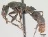  (Platythyrea bicuspis - CASENT0060158-D02)  @13 [ ] Unspecified (default): All Rights Reserved  Unspecified Unspecified