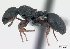  (Cataulacus porcatus - CASENT0053726-D02)  @13 [ ] Unspecified (default): All Rights Reserved  Unspecified Unspecified