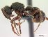  (Proceratium FHG beta - CASENT0067798-D01)  @13 [ ] Unspecified (default): All Rights Reserved  Unspecified Unspecified
