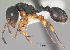  (Terataner rufipes - CASENT0001343-D01)  @13 [ ] Unspecified (default): All Rights Reserved  Unspecified Unspecified