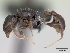  (Nesomyrmex modestus - CASENT0070642-D01)  @13 [ ] Unspecified (default): All Rights Reserved  Unspecified Unspecified