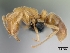  (Hypoponera ludovicae - CASENT0135033-D01)  @13 [ ] Unspecified (default): All Rights Reserved  Unspecified Unspecified