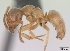  (Lasius mixtus - CASENT0172755-D01)  @13 [ ] Unspecified (default): All Rights Reserved  Unspecified Unspecified