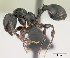  (Terataner balrog - CASENT0000686-D01)  @13 [ ] Unspecified (default): All Rights Reserved  Unspecified Unspecified