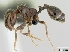  (Trichomyrmex - CASENT0064687-D01)  @13 [ ] Unspecified (default): All Rights Reserved  Unspecified Unspecified