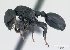  (Cataulacus regularis - CASENT0048264-D01)  @13 [ ] Unspecified (default): All Rights Reserved  Unspecified Unspecified