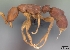  (Probolomyrmex tani - CASENT0056575-D01)  @13 [ ] Unspecified (default): All Rights Reserved  Unspecified Unspecified