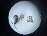  ( - Malasa1_E15_Hym_EE020)  @11 [ ] Copyright (2023) Instituto de Investigacion Alexander von Humboldt (IAvH) Instituto de Investigacion Alexander von Humboldt (IAvH)