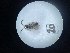 ( - Malasa1_E15_Hym_EE020)  @11 [ ] Copyright (2023) Instituto de Investigacion Alexander von Humboldt (IAvH) Instituto de Investigacion Alexander von Humboldt (IAvH)