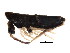  ( - BIOUG02093-C09)  @14 [ ] CreativeCommons - Attribution (2012) CBG Photography Group Centre for Biodiversity Genomics