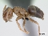  (Lasius brunneus - CASENT0172745-D01)  @13 [ ] CreativeCommons - Attribution Non-Commercial No Derivatives (2011) Brian Fisher California Academy of Sciences