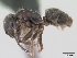  (Lasius platythorax - CASENT0172747-D01)  @13 [ ] Unspecified (default): All Rights Reserved  Unspecified Unspecified