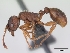  (Myrmica lonae - CASENT0172752-D01)  @13 [ ] Unspecified (default): All Rights Reserved  Unspecified Unspecified