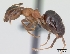  (Lasius emarginatus - CASENT0172762-D01)  @13 [ ] Unspecified (default): All Rights Reserved  Unspecified Unspecified