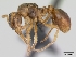  (Myrmica karavajevi - CASENT0172766-D01)  @13 [ ] Unspecified (default): All Rights Reserved  Unspecified Unspecified