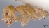  (Tapinoma subtile - CASENT0120372-D01)  @13 [ ] Unspecified (default): All Rights Reserved  Unspecified Unspecified