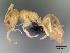  (Plagiolepis alluaudi - CASENT0125341-D02)  @13 [ ] Unspecified (default): All Rights Reserved  Unspecified Unspecified