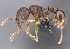  (Tetramorium dalek - CASENT0039344-D01)  @13 [ ] CreativeCommons - Attribution Non-Commercial No Derivatives (2011) Brian Fisher California Academy of Sciences