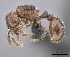  (Tetramorium bilbo - CASENT0448628-D01)  @13 [ ] CreativeCommons - Attribution Non-Commercial No Derivatives (2011) Brian Fisher California Academy of Sciences