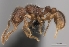  (Tetramorium ishtar - CASENT0009537-D01)  @13 [ ] CreativeCommons - Attribution Non-Commercial No Derivatives (2011) Brian Fisher California Academy of Sciences