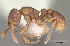  (Tetramorium attenboroughi - CASENT0017689-D01)  @13 [ ] CreativeCommons - Attribution Non-Commercial No Derivatives (2011) Brian Fisher California Academy of Sciences