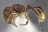  (Tetramorium leto - CASENT0037873-D01)  @13 [ ] CreativeCommons - Attribution Non-Commercial No Derivatives (2011) Brian Fisher California Academy of Sciences