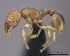  (Tetramorium MG110 - CASENT0407772-D01)  @13 [ ] CreativeCommons - Attribution Non-Commercial No Derivatives (2011) Brian Fisher California Academy of Sciences