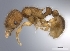  (Tetramorium vazimba - CASENT0422308-D01)  @13 [ ] CreativeCommons - Attribution Non-Commercial No Derivatives (2011) Brian Fisher California Academy of Sciences