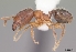  (Pheidole navigans - CASENT0218857-D01)  @13 [ ] CreativeCommons - Attribution Non-Commercial No Derivatives (2011) Brian Fisher California Academy of Sciences