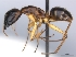 (Camponotus hova cf01 - CASENT0159381-D01)  @13 [ ] CreativeCommons - Attribution Non-Commercial No Derivatives (2011) Brian Fisher California Academy of Sciences