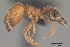  (Pheidole californica - CASENT0218883-D01)  @13 [ ] CreativeCommons - Attribution Non-Commercial No Derivatives (2011) Brian Fisher California Academy of Sciences
