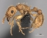  (Tetramorium notiale - CASENT0068396-D01)  @13 [ ] CreativeCommons - Attribution Non-Commercial No Derivatives (2011) Brian Fisher California Academy of Sciences