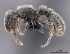  (Tetramorium FHG031 - CASENT0066901-D01)  @13 [ ] CreativeCommons - Attribution Non-Commercial No Derivatives (2011) Brian Fisher California Academy of Sciences