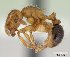  (Tetramorium pinnipilum - CASENT0226702-D01)  @13 [ ] CreativeCommons - Attribution Non-Commercial No Derivatives (2011) Brian Fisher California Academy of Sciences