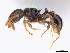  (Tetramorium boltoni - CASENT0226733-D01)  @13 [ ] CreativeCommons - Attribution Non-Commercial No Derivatives (2011) Brian Fisher California Academy of Sciences