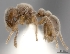  (Tetramorium osiris - CASENT0226795-D01)  @13 [ ] CreativeCommons - Attribution Non-Commercial No Derivatives (2011) Brian Fisher California Academy of Sciences