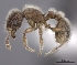  (Tetramorium constanciae - CASENT0402595-D01)  @13 [ ] CreativeCommons - Attribution Non-Commercial No Derivatives (2011) Brian Fisher California Academy of Sciences