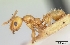  (Pheidole lucida - CASENT0163024-D01)  @13 [ ] CreativeCommons - Attribution Non-Commercial No Derivatives (2011) Brian Fisher California Academy of Sciences