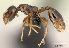  (Nesomyrmex brevicornis - CASENT0027494-D01)  @13 [ ] CreativeCommons - Attribution Non-Commercial No Derivatives (2011) Brian Fisher California Academy of Sciences